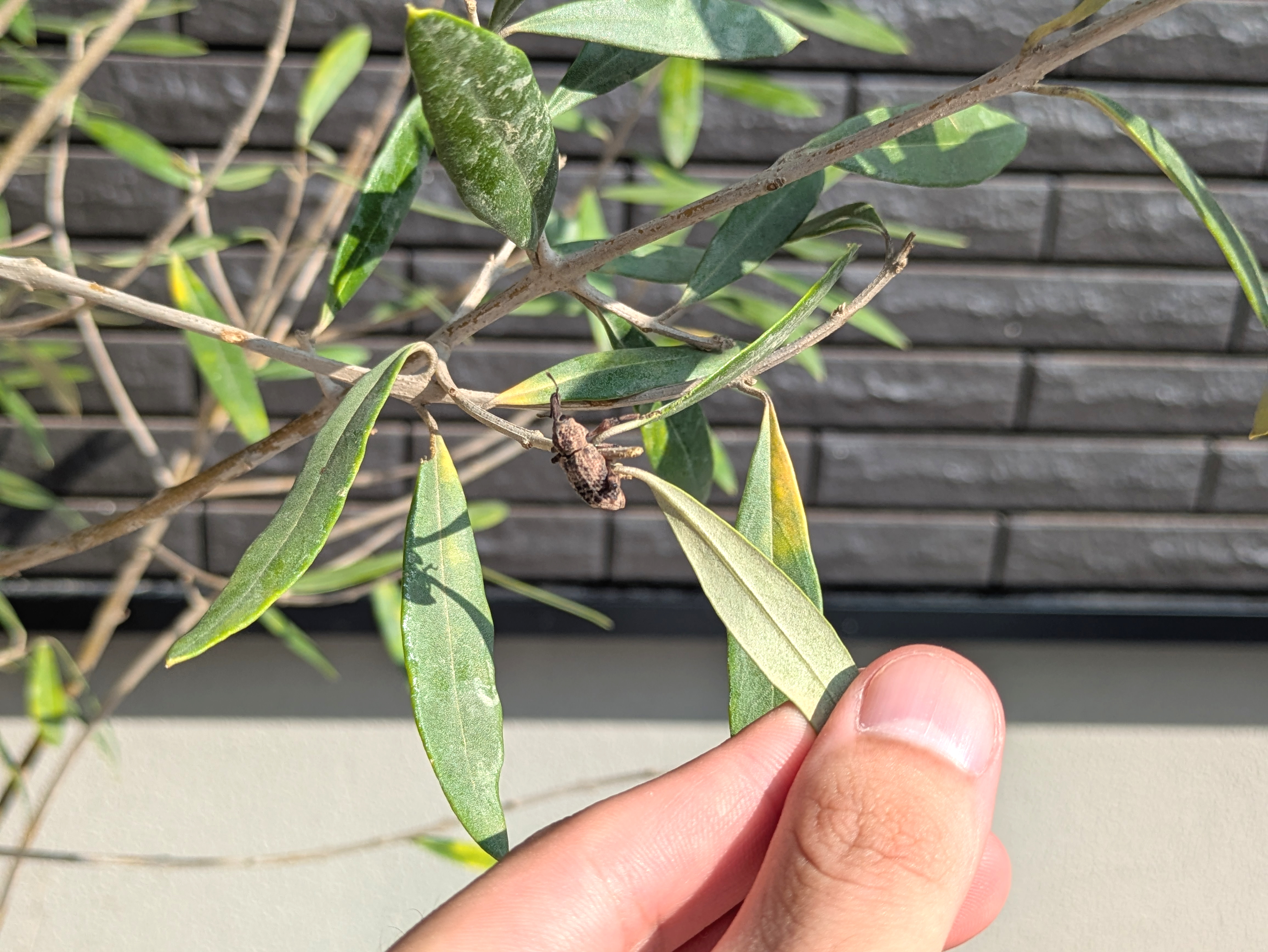 姫路・たつの・太子・相生・赤穂・加古川・高砂の外構&お庭は、新築・リフォームともに「1級エクステリアプランナー」のガーデンプランショップ、ビーズガーデンへ。